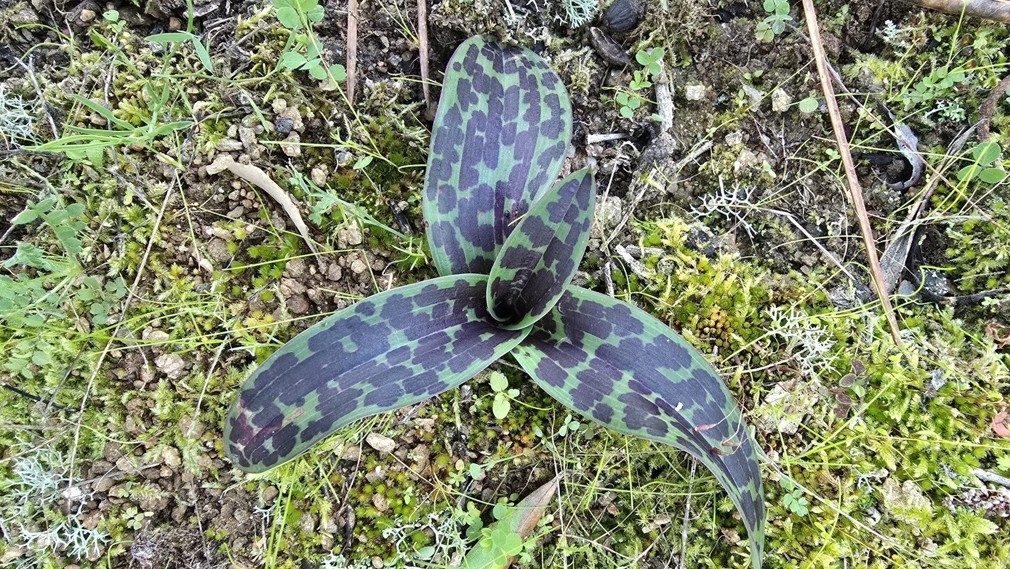 Imagem de Orquídea