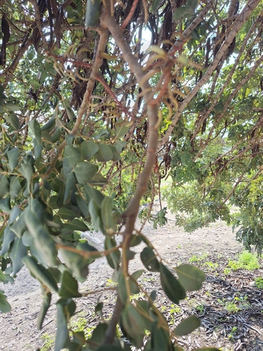Foto de Alfarrobeira