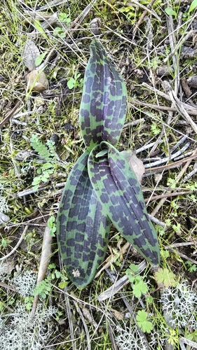 Orquídea