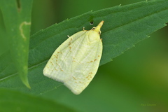 Cenopis pettitana