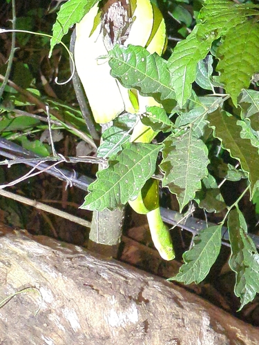 Southern Green Python sighting