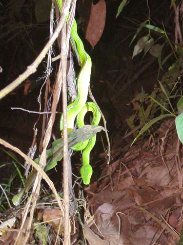 Southern Green Python sighting