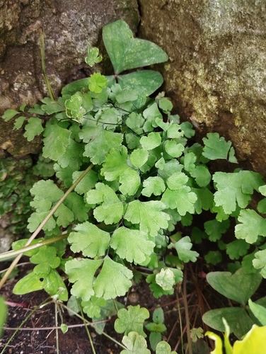 Foto de Avenca