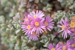 Oscularia deltoides