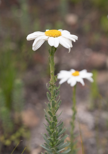 Hairy Swampdaisy (Osmitopsis afra)
