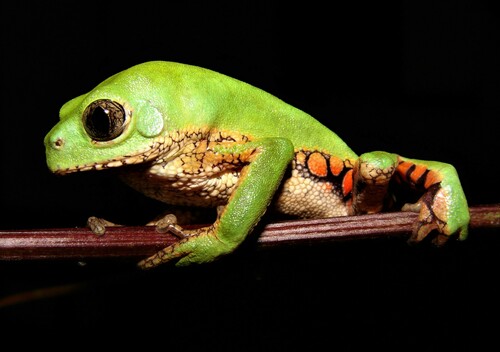 Reticulate Leaf Frog, Pithecopus ayeaye