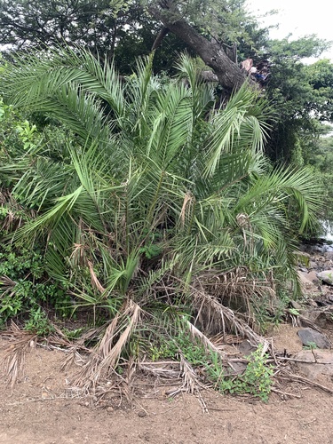Foto de Palmeira fenix