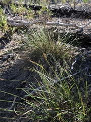 Carex rossii