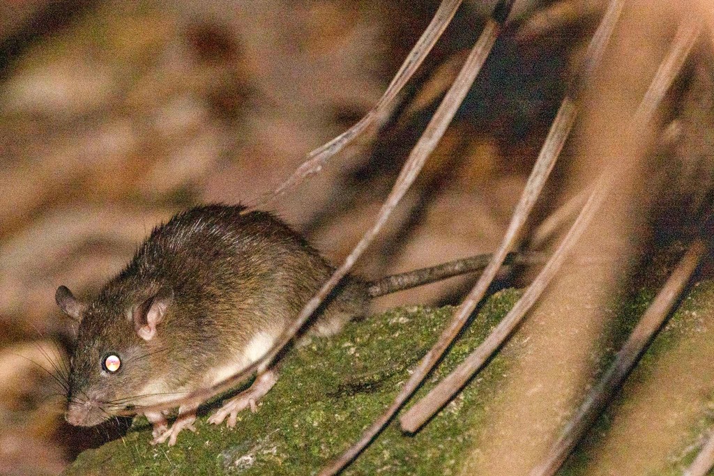 Malayan field rat