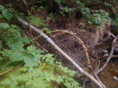 Poa saltuensis
