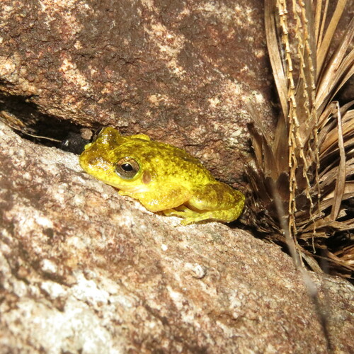 Veadeiros Snouted Tree Frog