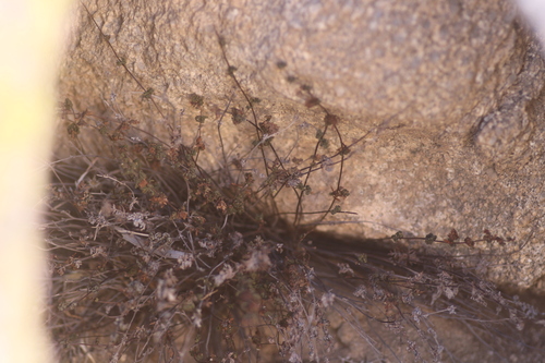 Image of Myriopteris viscida by no rights reserved