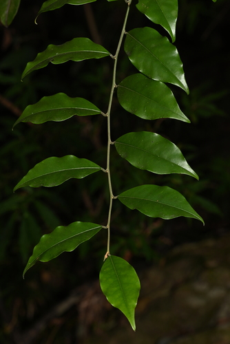 Capparis cantoniensis observed 2025-01-02