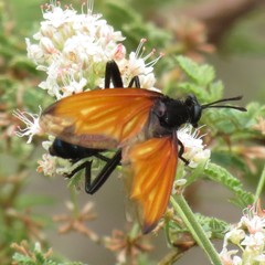 Mydas xanthopterus