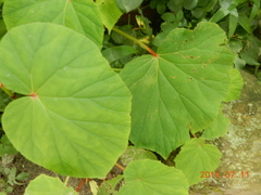 Begonia grandis