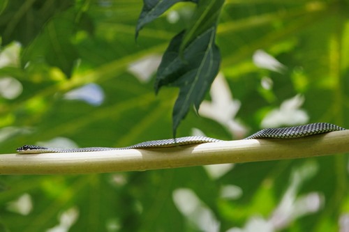 Chrysopelea paradisi