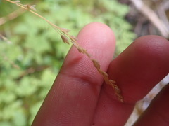 Poa saltuensis
