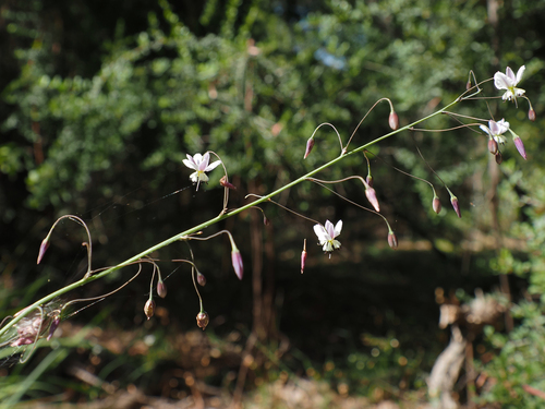 Image of Arthropodium milleflorum by no rights reserved