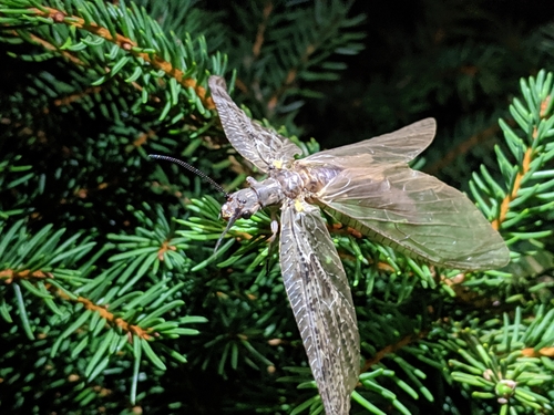 Summer Fishfly photo 4