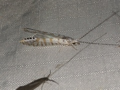 Nectopsyche exquisita