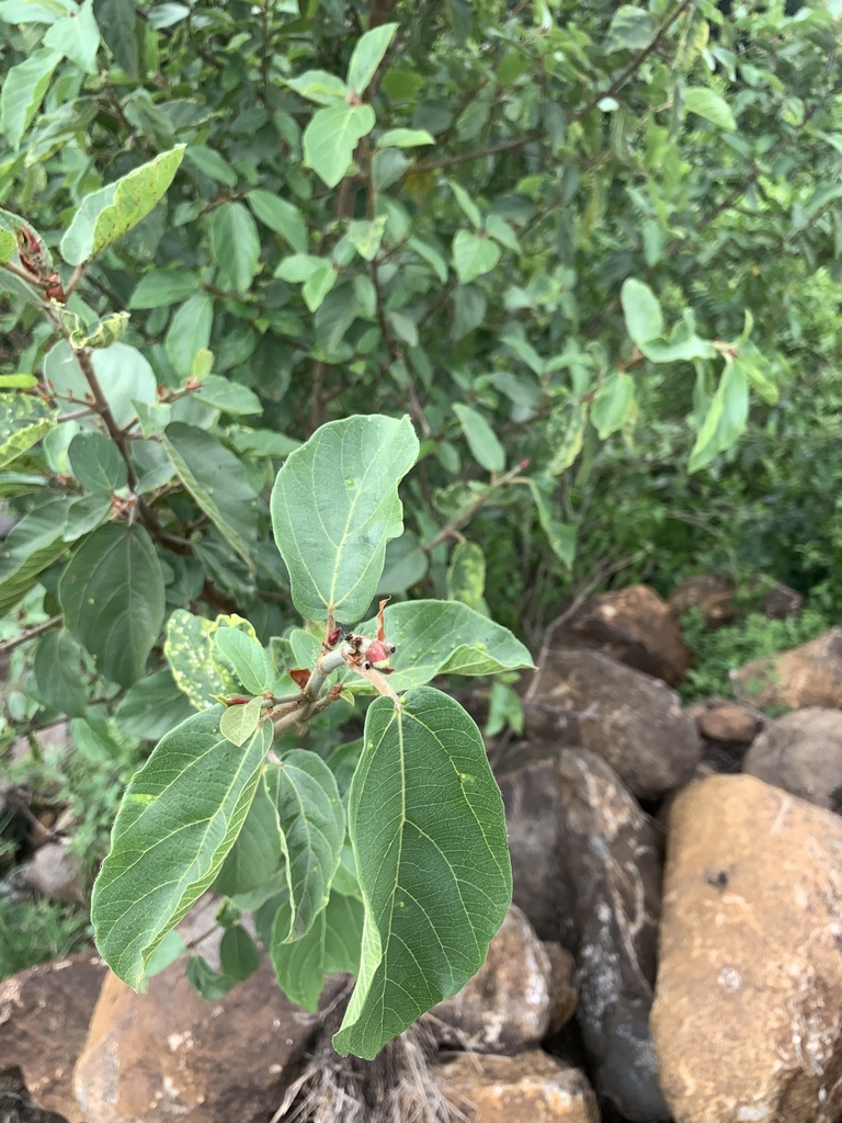 Ultimatum Tree sycamore fig from Stezi, KwaZulu-Natal, ZA on January 2, 2025 at 01:21 ...