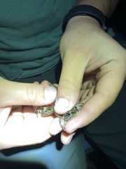 Lithobates kauffeldi