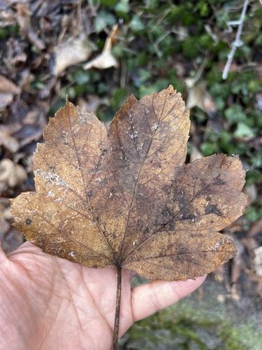 Foto de Sicomoro