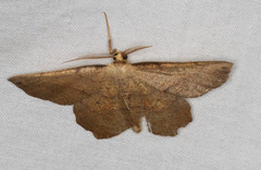 Euchlaena deplanaria