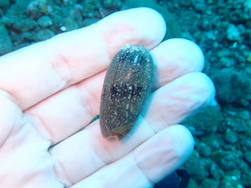 Oliva reticulata observed 2024-12-12