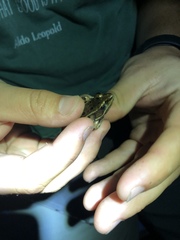 Lithobates kauffeldi