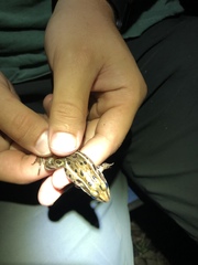 Lithobates kauffeldi