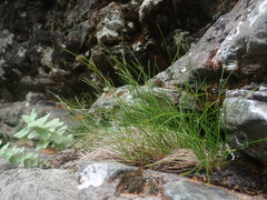 Carex eburnea image
