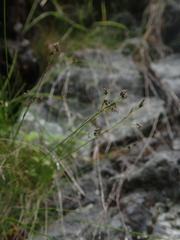 Carex eburnea image