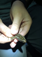 Lithobates kauffeldi
