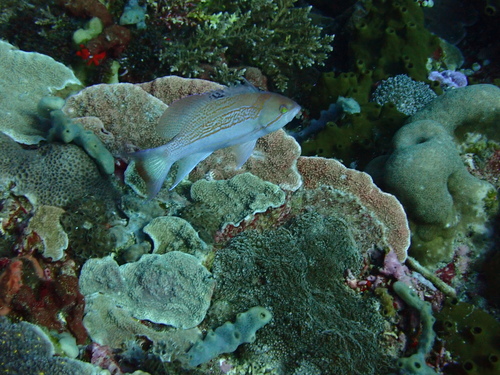 Pseudanthias luzonensis observed 2023-09-16