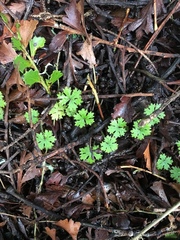Hydrocotyle dissecta