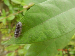 Armadillidium vulgare