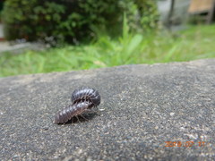Armadillidium vulgare