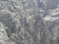 Dryopteris fragrans image