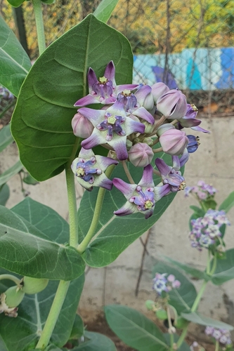 Foto de Flor-de-seda