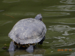 Trachemys scripta elegans