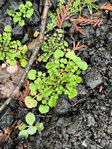 Foto de Mastruço