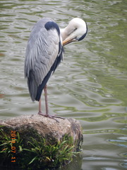 Ardea cinerea