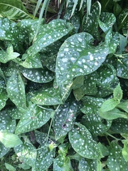 Pulmonaria officinalis