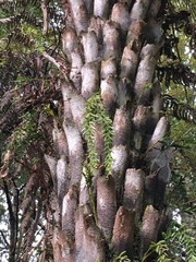 Tmesipteris sigmatifolia