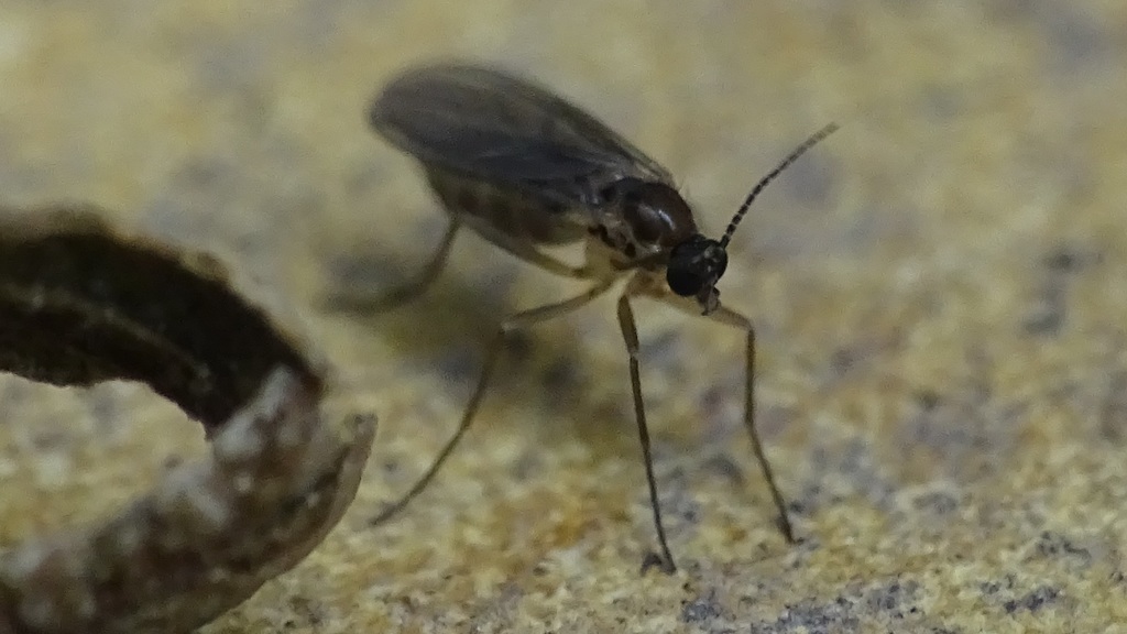 Indoor Soil Gnats