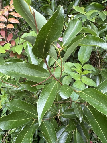 Foto de Canela-da-China