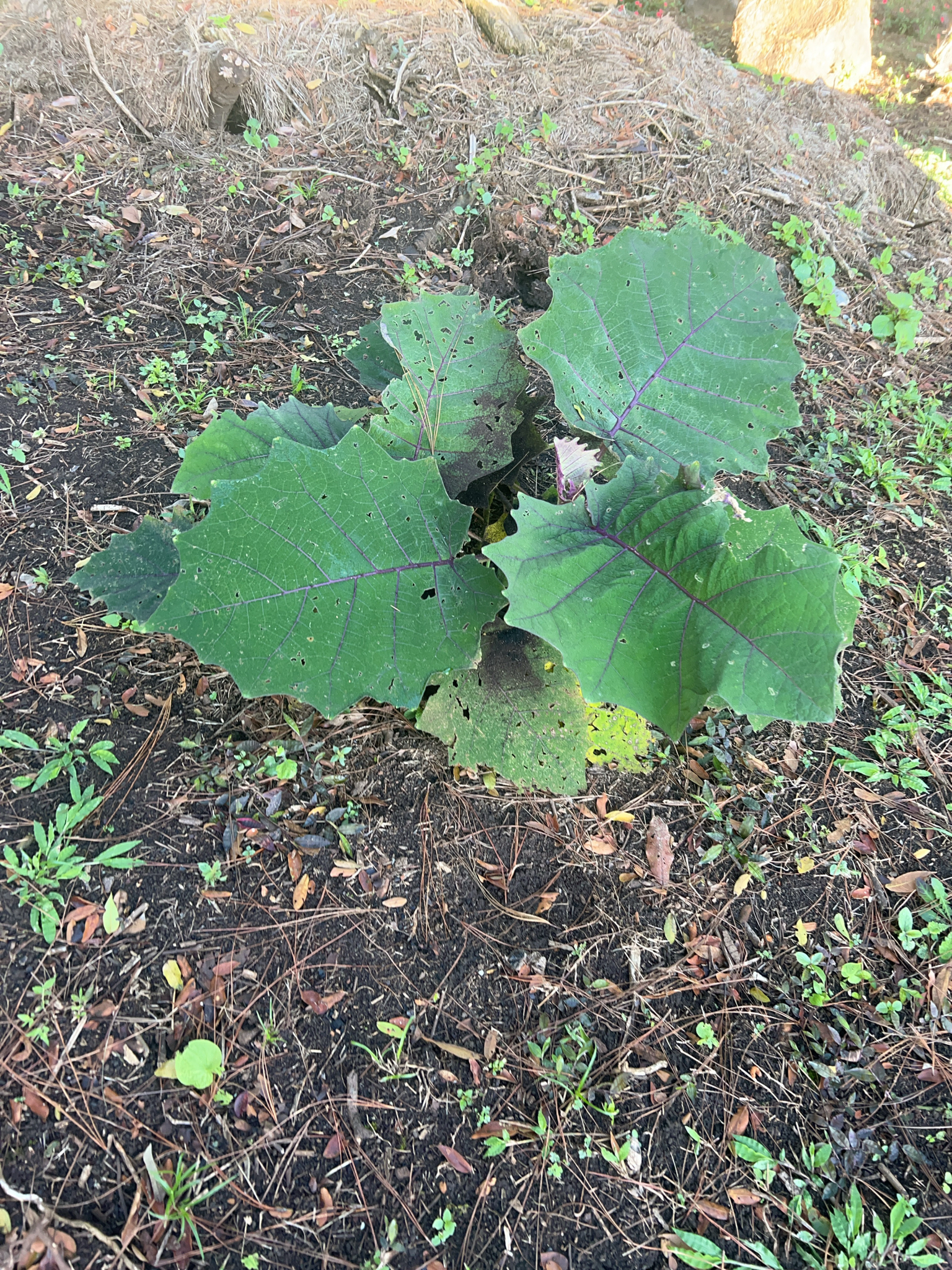 Imagem de Naranjilla
