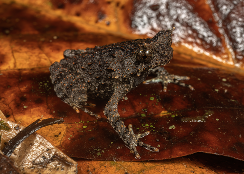 Pelobatrachus edwardinae