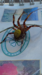 Araneus marmoreus